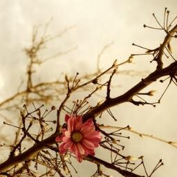 MastermathB's profile picture. طلاب وطالبات ماجستير رياضيات - جآمعة القصيم .