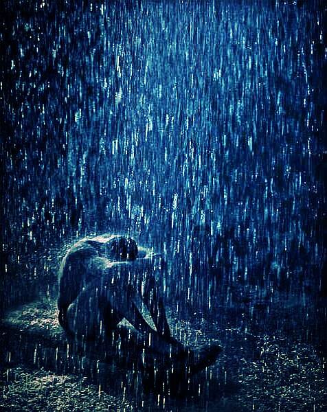 جمال النفس عزتها   جمال الكلام صدقه جمال الصديق وفائه
