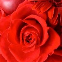 cyberぺづ (@poissonfille) 's Twitter Profile