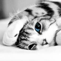 Tribe Cat Tribute - Let's share our love, our passion, our lifestyle... and just take a breath, thinking about the feeling each cat gives us...