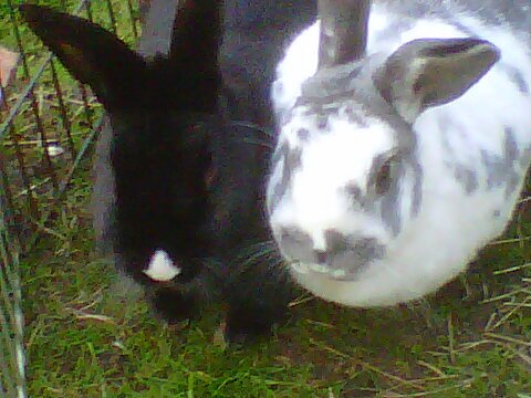 HNotters's profile picture. History geek, member of the Rabbit Welfare Association, PA to an opinionated pony,  two mischievous rabbits and a kitten.