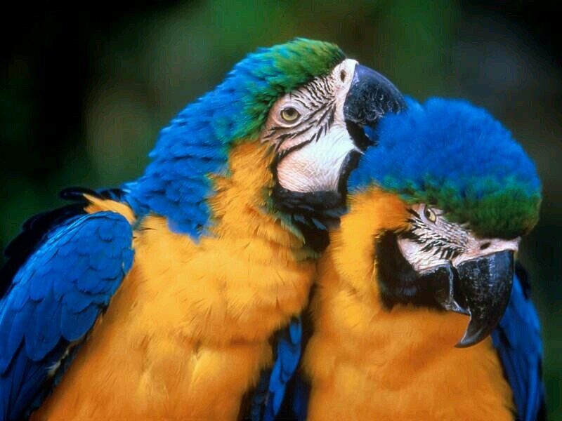 Twitter con las mejores imágenes de animales.