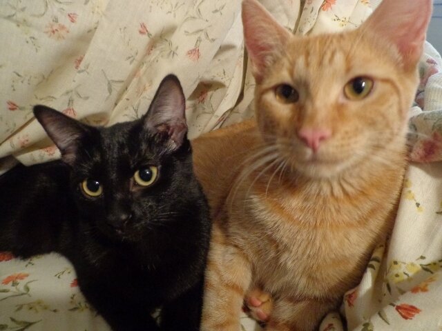 I am Spike and this is my sister Cutie. I love playing with beads and Cutie loves to cuddle more than anything. We are here to make friends, cats are the best.