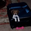 Stella Patterson - @stella_lepatt17 - Twitter