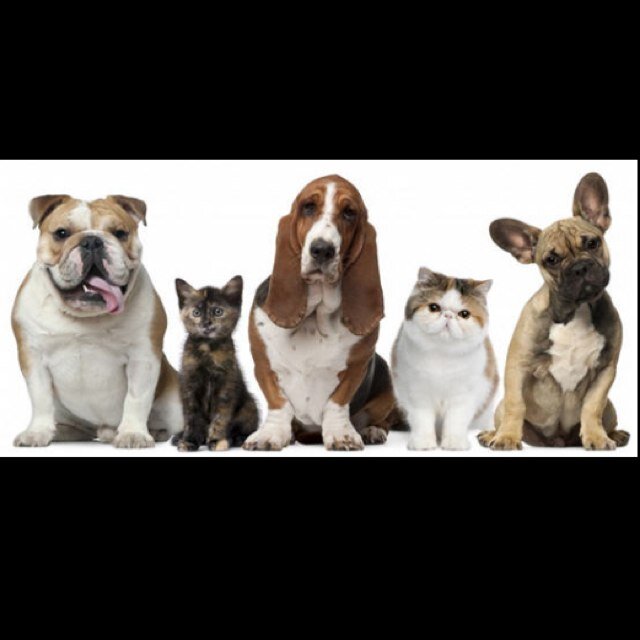 animalsmatter_'s profile picture. Animal abuse is not right! Report anyone who abuses beautiful creatures! 
ANIMALS ARE CREATURES WHO BRING HAPINESS INTO THE WORLD!!!!!!