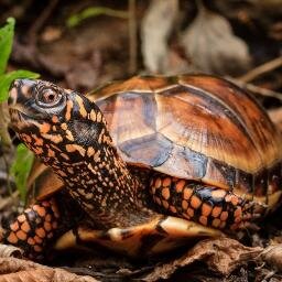 MATTS_Turtles's profile picture. The Mid-Atlantic Turtle & Tortoise Society is a 501(c)(3) organization dedicated to promoting, supporting & conserving Mid-Atlantic turtle species and habitat.