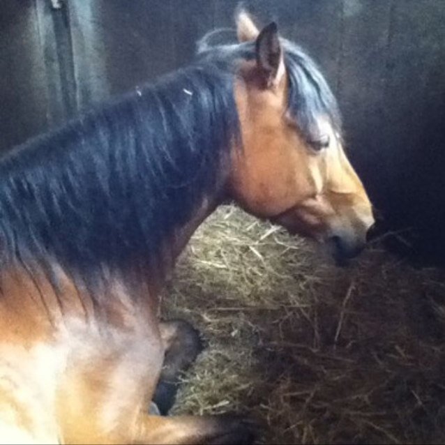 Manege castellum - Robin Ly nmmr 01 - Minkema - dancing :) - love friends