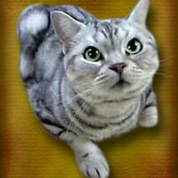 アビーネコ (@abbeyneko) 's Twitter Profile Photo
