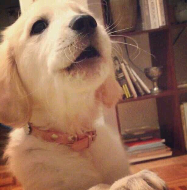 My name is RoseBud!  I  love all people and animals! Also, I love fashion and playing! @VivaciousRascal is my best friend!