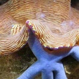 Howard's Fish and Reef is dedicated to sharing information and a passion for marine aquariums and the hobby.