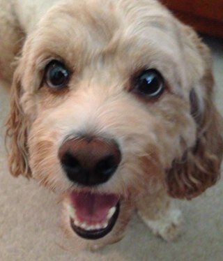 BabyGirlPenny1's profile picture. I'm Penny the Cockapoo. I love walks, my squeaky toys, chicken treats, my mommy's slippers, chasing squirrels, and tormenting Georgey the cat!