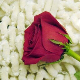 rainbowrose5's profile picture. The key of life is the quest loved from day one. Answers  are revealed in awesome life experiences. Posts are respective of all life points of view.