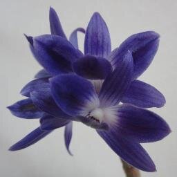 不思議な花のつぶやき By 火星人 Fushigina Hana Twitter