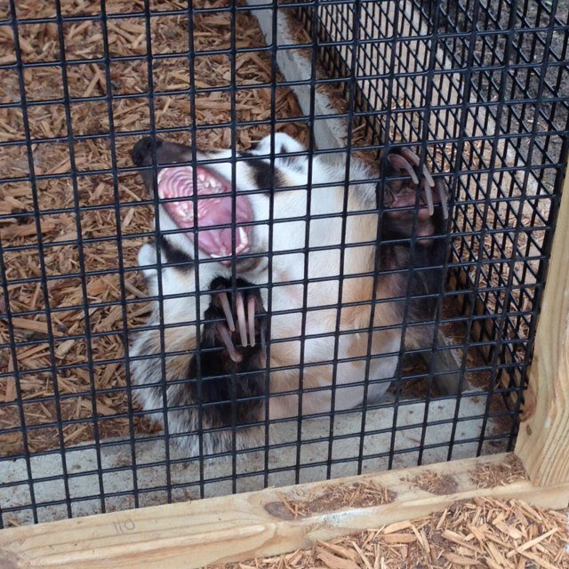 mr_bo_dangle's profile picture. 