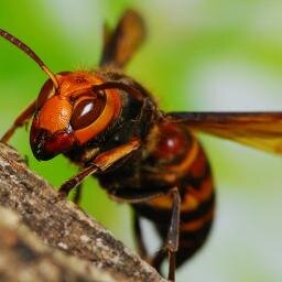 世界の危険な昆虫図鑑 チャドクガ 幼虫の体表には長さ0 1mmほどの毒針毛があり 皮膚にささると激しいかゆみと痛みを生じます 成虫やサナギにもこの毒針毛が残っているので 室内で飛び回ることで毒針毛がまかれると 非常に危険です Http T Co