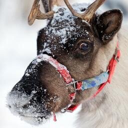 Tweeting reindeer. Get acquainted with reindeer in this unique, intimate tour. Join us, as you walk through the boreal forest playing reindeer games.