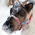 Running Reindeer (@runningreindeer) Twitter profile photo