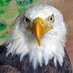 WildlifeRescueRehab (@highdesertwild) Twitter profile photo WildlifeRescueRehab (@highdesertwild) Twitter profile photo