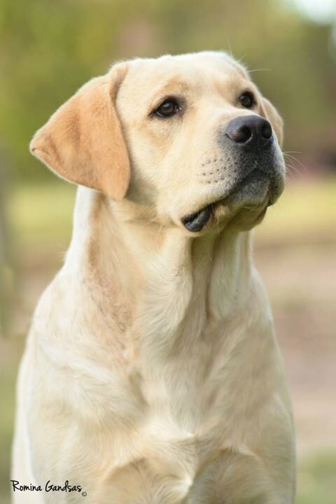 Criadero de la Raza Labrador Retriever, en Buenos Aires, Argentina