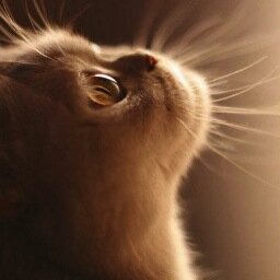 sapoestrada's profile picture. Escribo lo que siento. Si no me siento... no escribo.