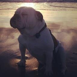 3 yr old English Bulldog