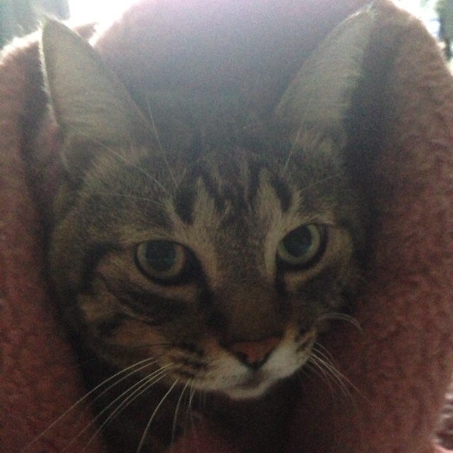 singo0924's profile picture. ぼうかる