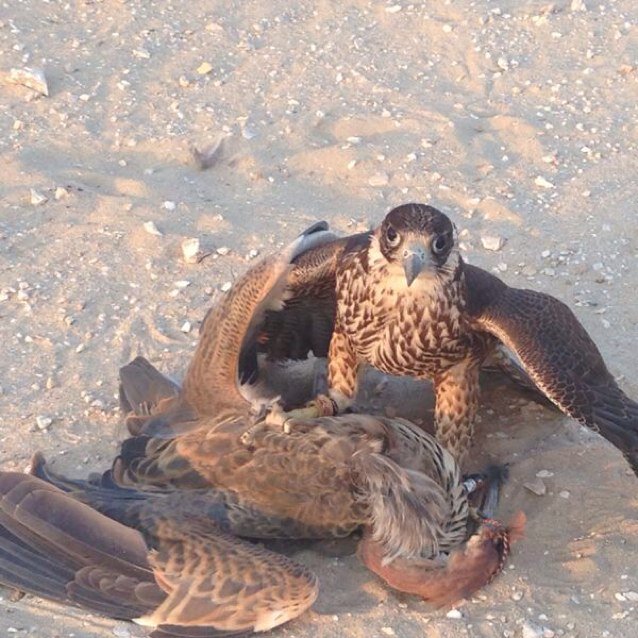 jaabeeer's profile picture. 