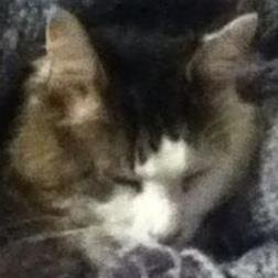 CannotFunction's profile picture. The saga of two girls, two cats, two chinchillas, and one apartment