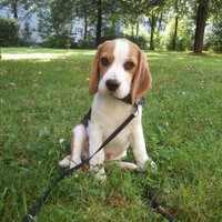 Maddox (@maddox_beagle) Twitter profile photo