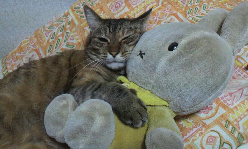 こんにちは♪  ゴルフ好きのオヤジです( 〃▽〃)