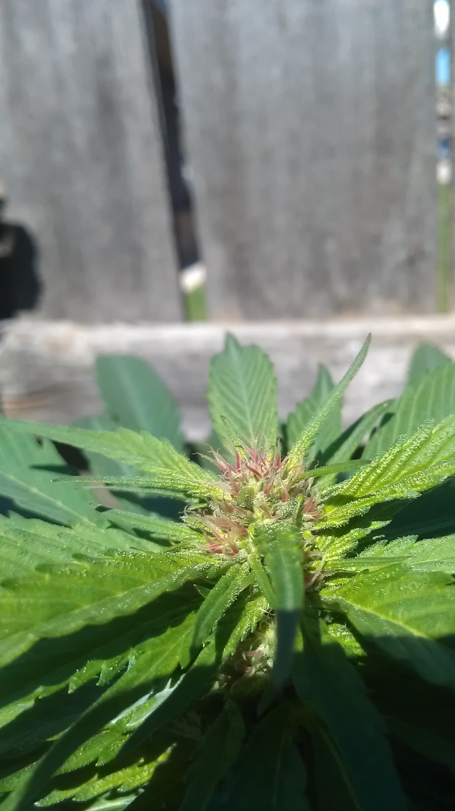 StepNdaclouds82's profile picture. 