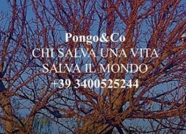 comitato per creare la fondazione omonima Pongo&Company ... cosa abbiamo di diverso?? contattateci