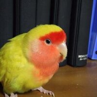 IKEDA (@iketake1976) 's Twitter Profile