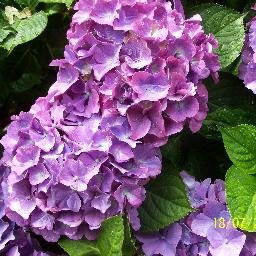 carolmunro11's profile picture. 