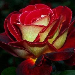Moda ,musica , fotos, flores paisajes , lugares .deportes