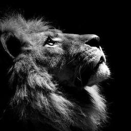 #Lion #TeamLion