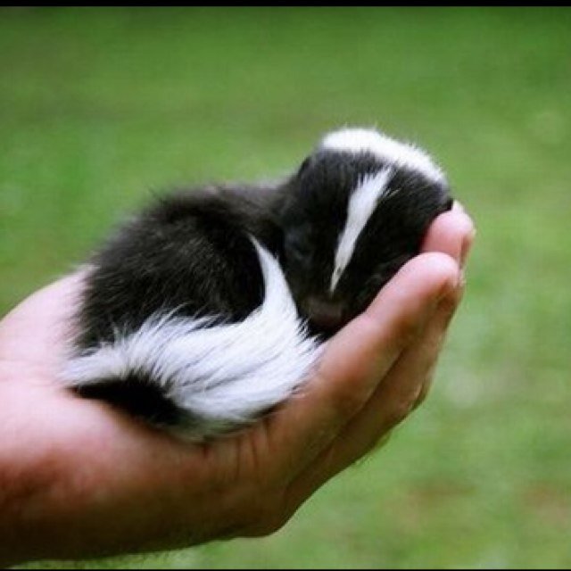 SAhsjdk's profile picture. The most funniest animal pictures on the internet!