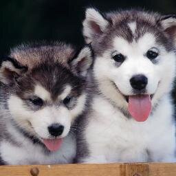 PortiaPtg234's profile picture. Relationship expert, dog lover, and scrapbook builder. Please follow back! Will do the same :)