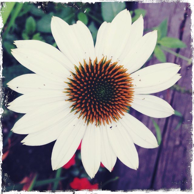 ladyleighbird's profile picture. 