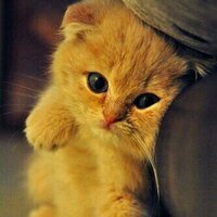 golden (@golden_h2010) Twitter profile photo