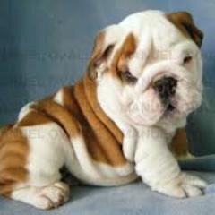 HackearFacebok's profile picture. hola te late hackear faces? bien siguenos y entra a nuestra pagina official