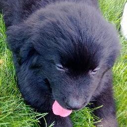 My name is Sherlock! I am a four month old Newfoundland puppy who's found my furever home. #adorable #fluffy