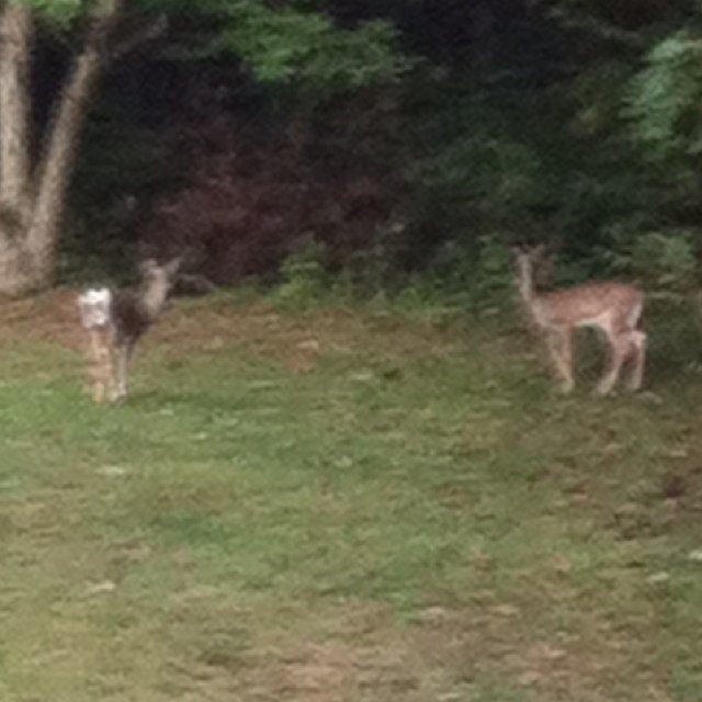 Deer_Hunt_01's profile picture. 