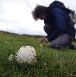 Yorkshire Architect & Experimentalist. Fungi and wild food fanatic, generally found roaming the woods.