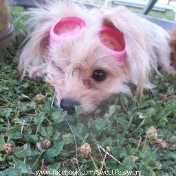 I am a disabled ChiPoo with a mission, to educate the world that being different doesn't mean you can not live a full life...just have to do it differently