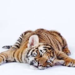 What do tigers dream of when they take a little tiger snoozer? -Stu Price. Tag photos of students sleeping @CUsleeps or email to cusleeps@gmail.com