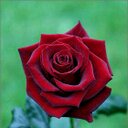 ناصر (@11_cell) Twitter