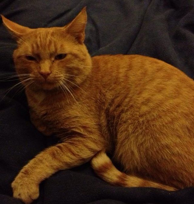 OurCatGodfrey's profile picture. Ginger cat about town...