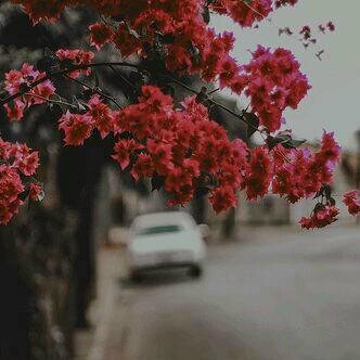 سأغرد بما يعجبني ولن اهتم لأحد..... ✨✨✨✨