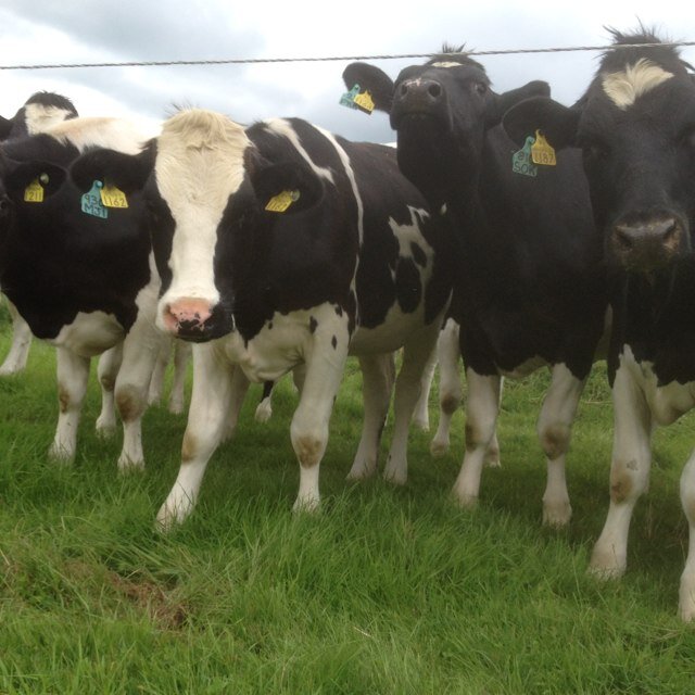 dairy farmer, dad of 4, mad for sport.especially limerick hurling.. and drom/Broadford gaa